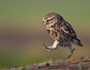 Running Owl